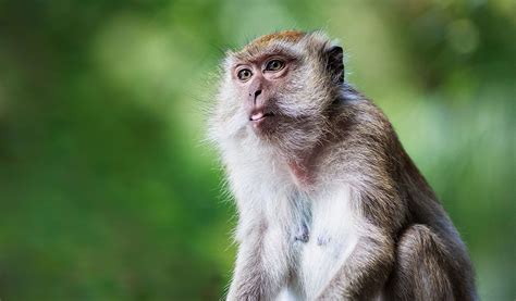 Monkeys Monkey Facts Information And Habitat