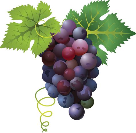 Grapes PNG Image | Grape painting, Grapes, Grape drawing