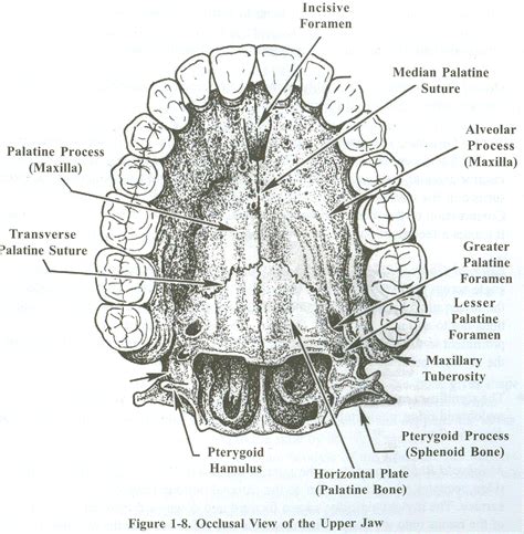 Occlusal View Of The Upper Jaw Dental School Sphenoid Bone Dental