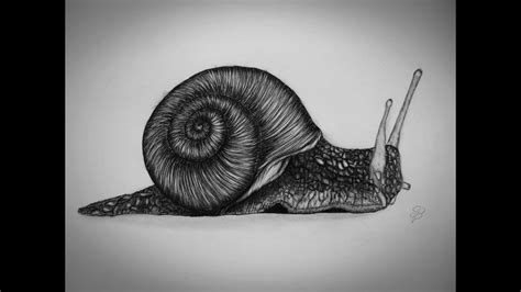 Download the perfect drawing pictures. How to Draw a snail step by step Tutorial - YouTube