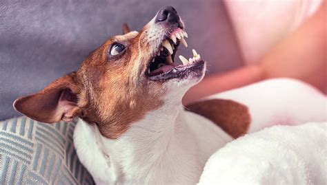 Can Dogs Overcome Fear Aggression