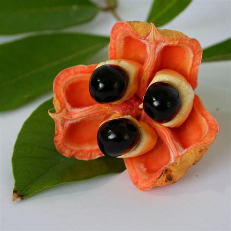 10 of the most weird and exotic fruits in the world you've probably never heard of fruit normally means the flesh seed. 20+ Of The World's Weirdest Fruits And Vegetables | Bored ...
