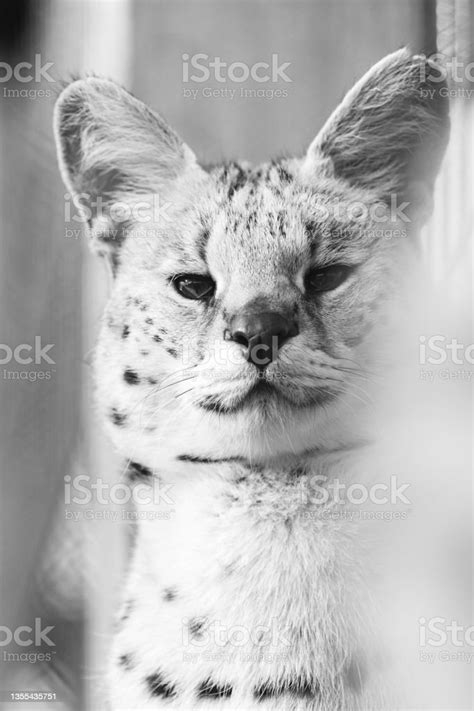 Serval Cat In The Ukrainian Zoo A Rare Species Of Cat Stock Photo