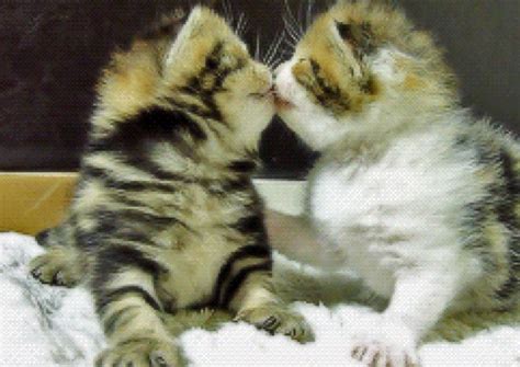 Cute Kitten Kiss  Anna Blog