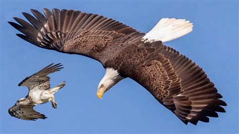 These Are 10 Highest Flying Birds Ever Youtube