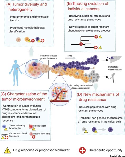 Leveraging Single Cell Approaches In Cancer Precision Medicine Trends In Cancer