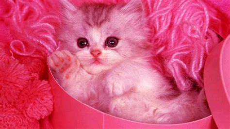 White Cat Kitten Inside Pink Cardboard Chd Cute Cat Wallpapers Hd