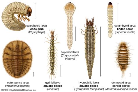 Carpet Beetle Insect Britannica