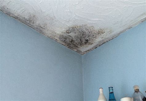 Damp And Mould In Rental Property A Tenants Guide