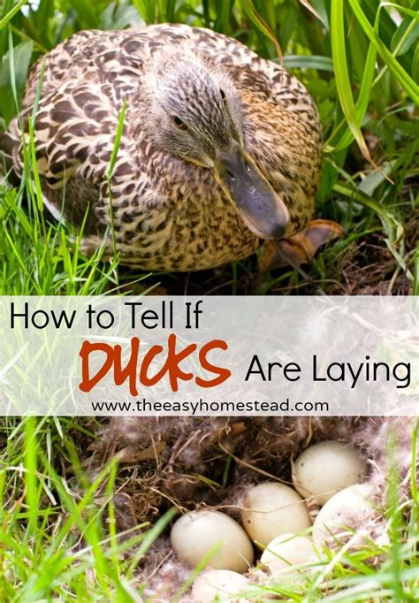 How To Tell If Ducks Are Laying The Easy Homestead Chickens