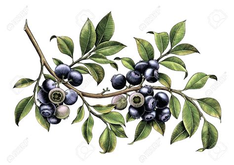 blueberry images blueberry flowers vintage botanical botanical art botanical illustration