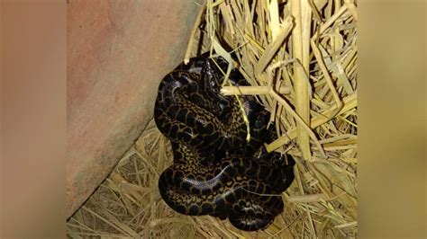 World Snake Day Yellow Anaconda Gives Birth To 11 Snakes In Kolkatas