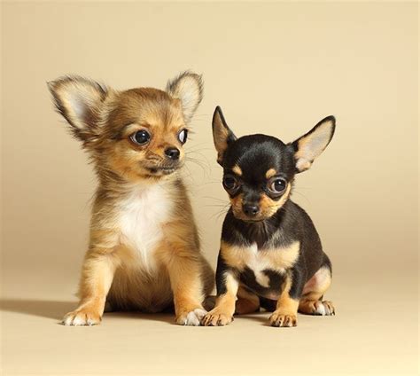 1400 spartanburg hwy, hendersonville, nc 28792, usa. Dogs - Hendersonville Fish & Pet Shop
