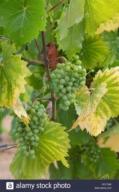 Fruit Grape Vine Vitis Vinifera Stock Photos And Fruit Grape Vine Vitis
