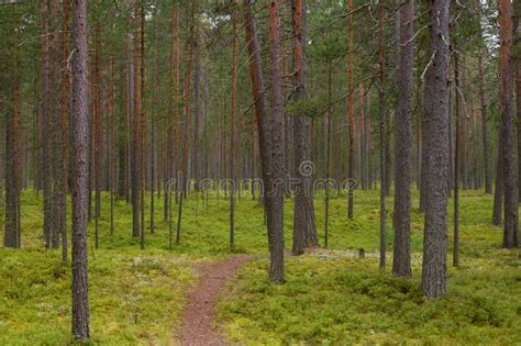 Path In Pine Forest Stock Image Image Of Country Beautiful 193152723