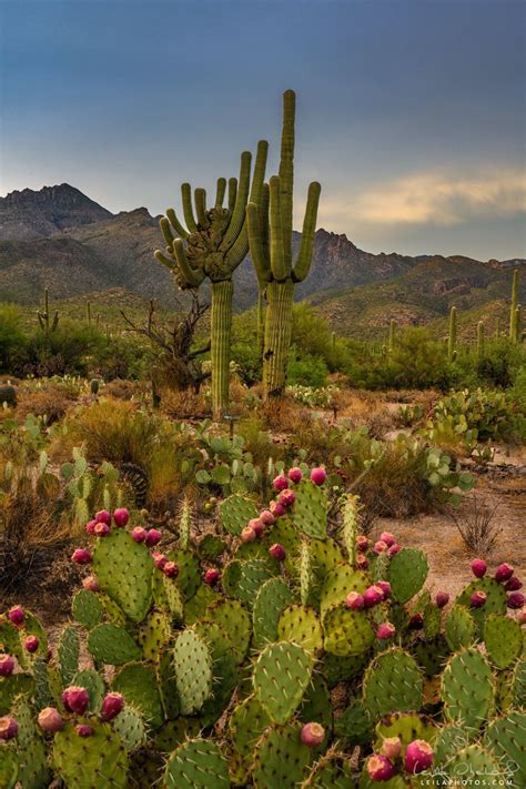 The Desert With Cactus Plants And Mountains In The Background