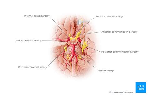 Circle Of Willis Anatomy Anatomical Charts Posters