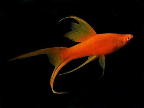 Red Lyretail Swordtail Swordtail Fish Tropical Fish Aquarium