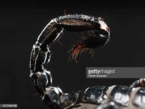 Scorpion Sting Photos And Premium High Res Pictures Getty Images