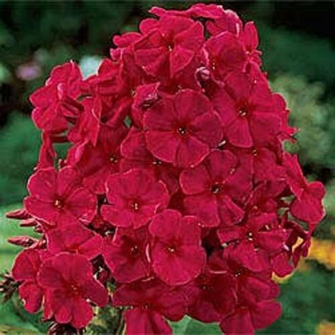 Maybe you would like to learn more about one of these? NEW!! 30+ FRAGRANT RED PHLOX FLOWER SEEDS / SHADE ...