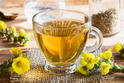 15 Benefits Of Mullein Tea Healthier Steps