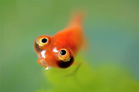 A Big Eyed Goldfish Begs For Food Photograph By David Zentz