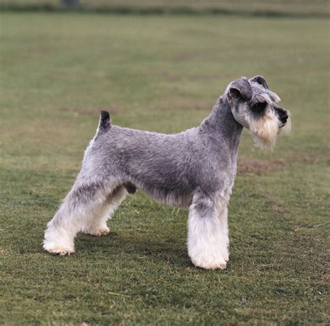 Schnauzer Miniature Standard Giant Care And Upkeep And Temperament