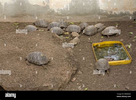 Galapagos Tortoises Breeding Pen At The Charles Darwin Research Station Puerto Ayora Galapagos