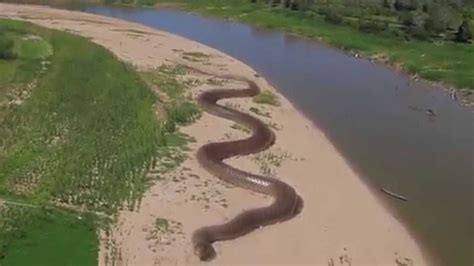 Gallery For Worlds Biggest Anaconda Snake Found In Amazon River