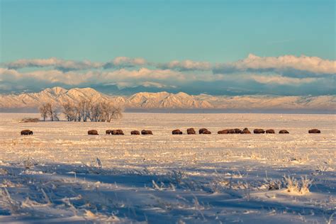 Bison Herd In The Snow Rocky Mountain Arsenal National Wil Flickr