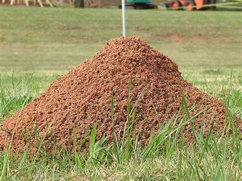 How To Get Rid Of Fire Ants Safe And Effective Strategies