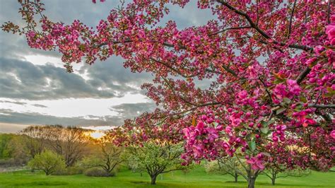 Spring Beauty Tree Landscape Sky Cloud Flower