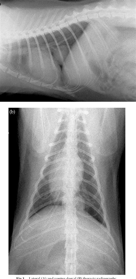 Figure 1 From Diaphragmatic Hernia In A Cat Mimicking A Pulmonary Mass