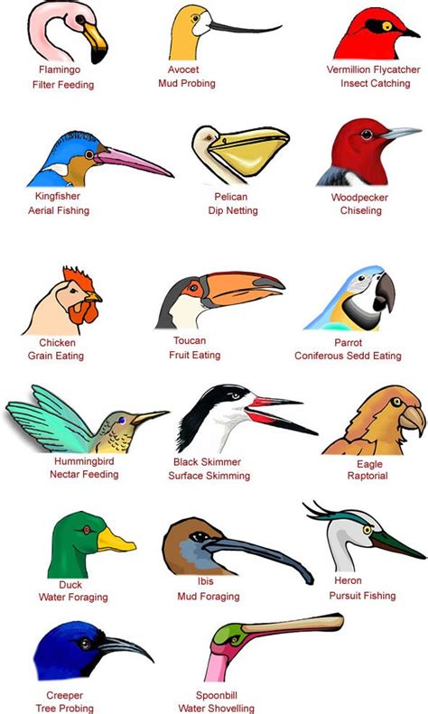 Types Of Bird Beaks And Bills Facts Information And Pictures