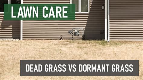Dead Grass Vs Dormant Grass How To Tell The Difference Bw Dead And