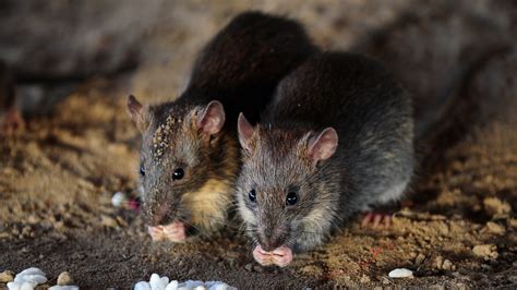 Síntomas Y Tratamiento De Leptospirosis Enfermedad Asociada Al