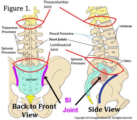 Learn All About Lumbar Spine Anatomy From A World Renowned Spine Expert