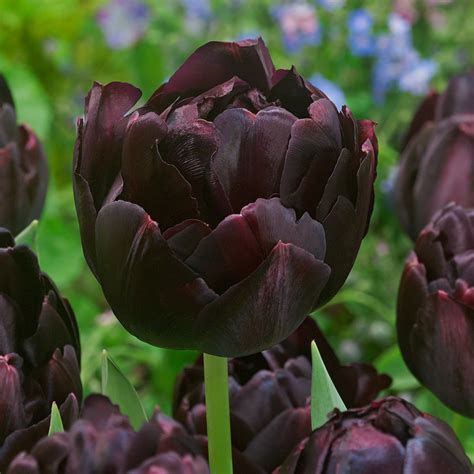 Black Tulip Collection Express Garden Shop