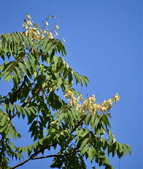 Ailanthus Altissima Ailanthus Chinese Sumac Copal Tree Paradise