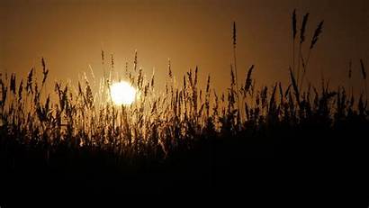 Spikelets Wheat Landscapes Sunset