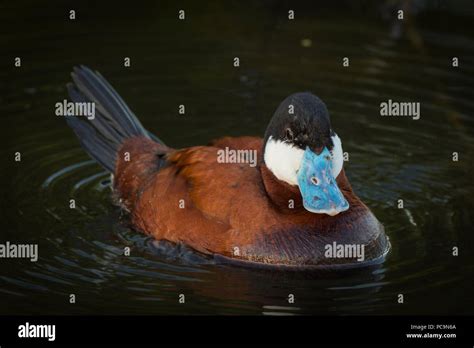 Ruddy Duck Oxyura Jamaicensis On A Lake Elk Island National Park