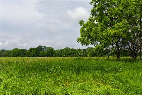 Trees And Open Grass Field Stock Image Image Of Beauty 149965361