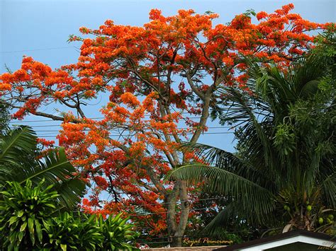 Orange Flowers The Royal Poinciana Tree A Photo On Flickriver