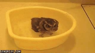 Adorable!please like, share and subscribe f. 16 Animals Taking a Bath That Will Make Your Day - #10 ...