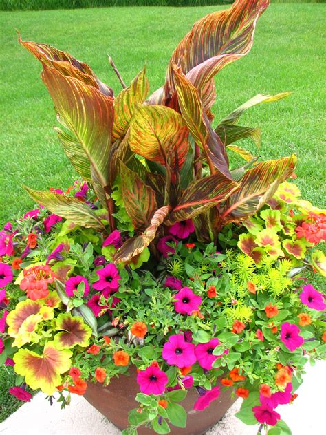 Variegated Canna Lily Container Container Flowers Flower Planters
