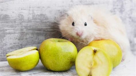 Can Hamsters Eat Apples Pet Diet Guide