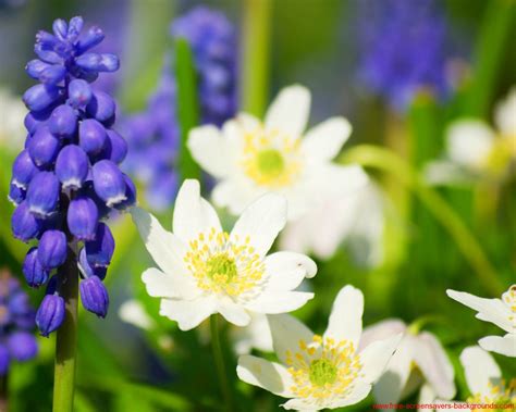 49 Spring Flowers Screensavers Wallpaper On Wallpapersafari