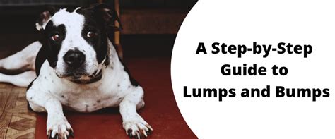 A Step By Step Guide To Lumps And Bumps Dog Skin Tumors On Dogs Dog Cat
