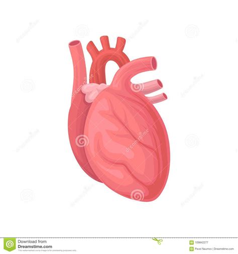 Cartoon Illustration Of Human Heart Central Organ Of The