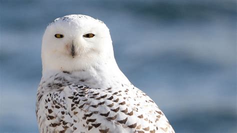 The Annual Fall Migration Of Snowy Owls Is Underway In Wisconsin